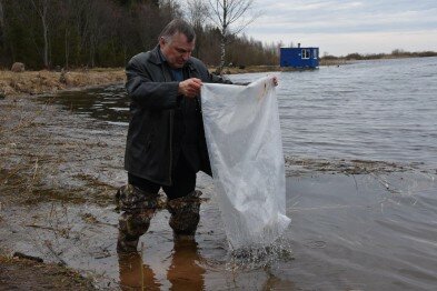 Экологи АО «ФосАгро-Череповец» выпустили в Рыбинское водохранилище 130 000 мальков