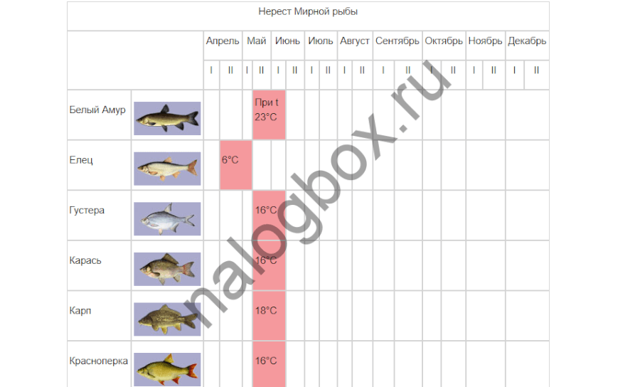 Лицензия на ловлю рыбы сетями: цена и способ получения